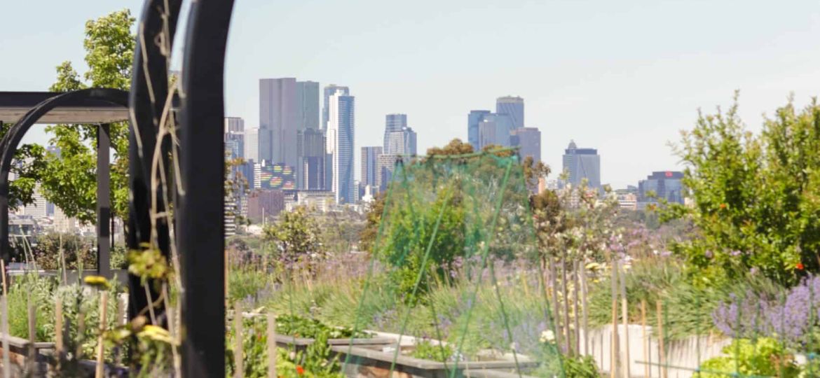 Rooftop Veggie Plots-1