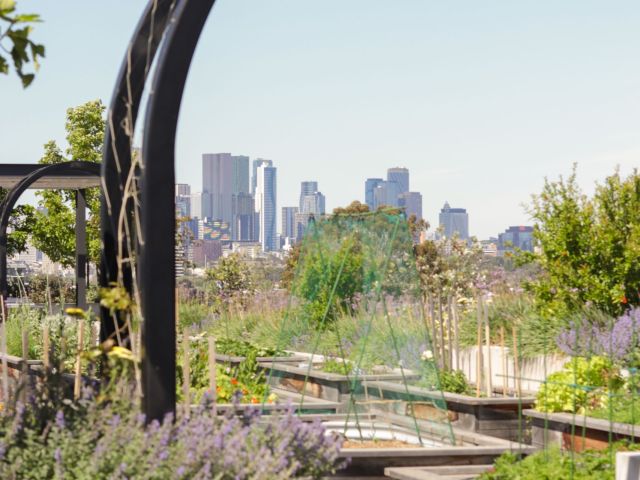 Rooftop Veggie Plots-1
