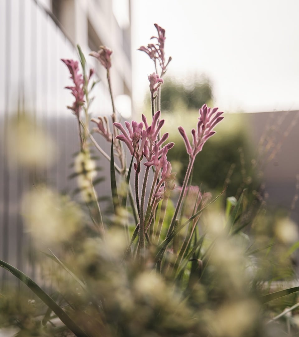 Kangaroo-Paw-Paw_1_LR_1